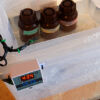 DIY temperature control setup for home film developing