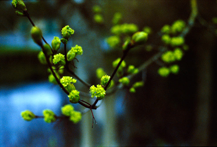 pushed-ektachrome-sample4